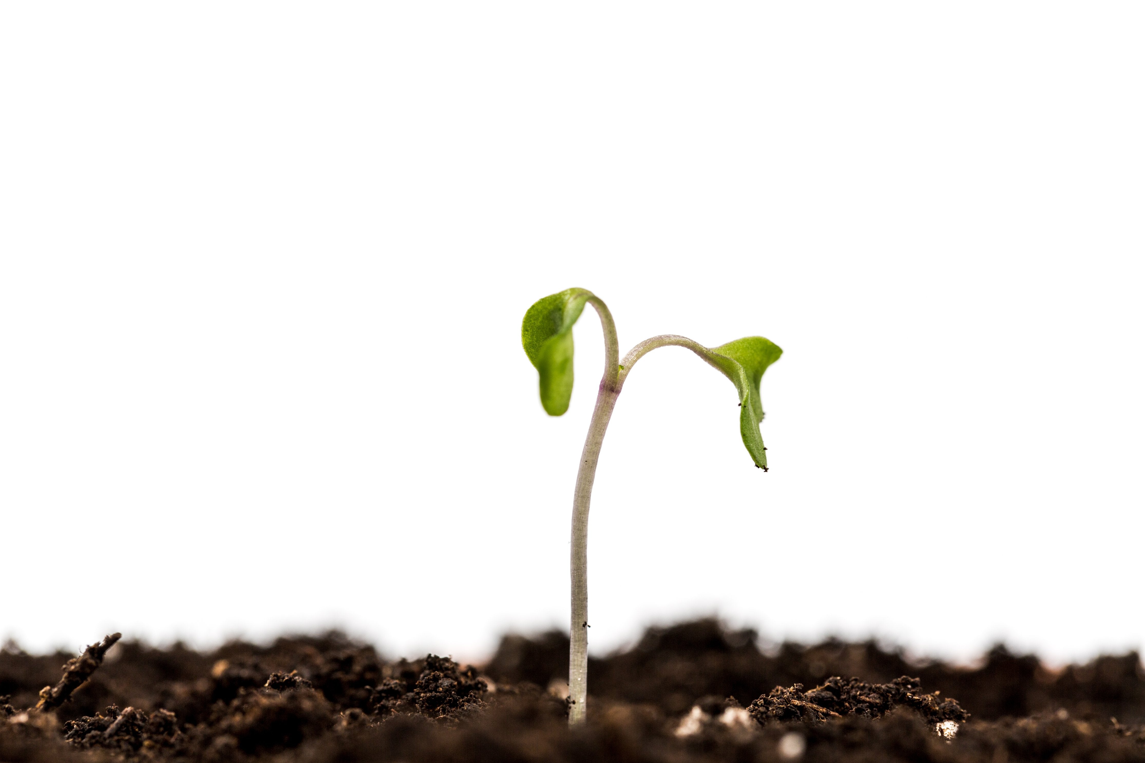 Six Small Ways to Celebrate Earth Day!